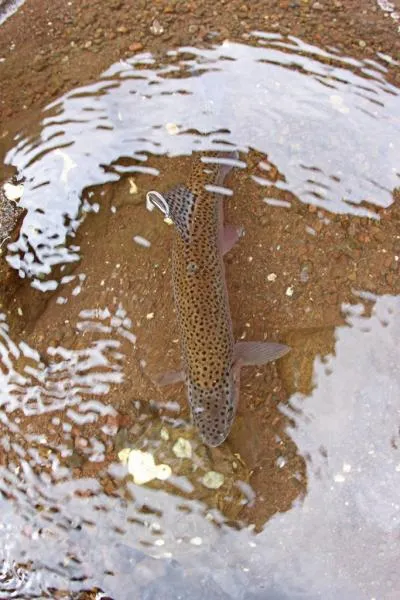 User submitted picture: Rainbow trout just after ...